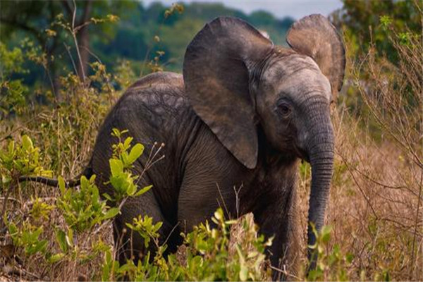 世界上睡眠最少的动物是什么 野生大象为什么睡眠少