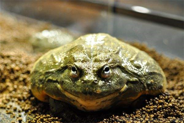 世界上最残忍的巨蛙 在最短的时间内能够吞下一只老鼠