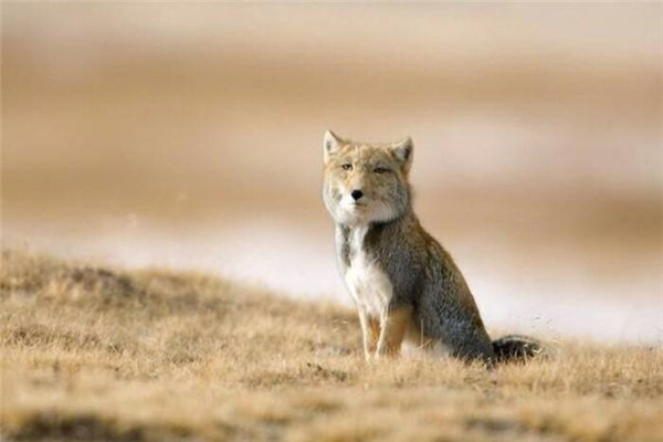 世界上最丑的狐狸是什么 藏狐（眼睛小脸型方表情严肃）
