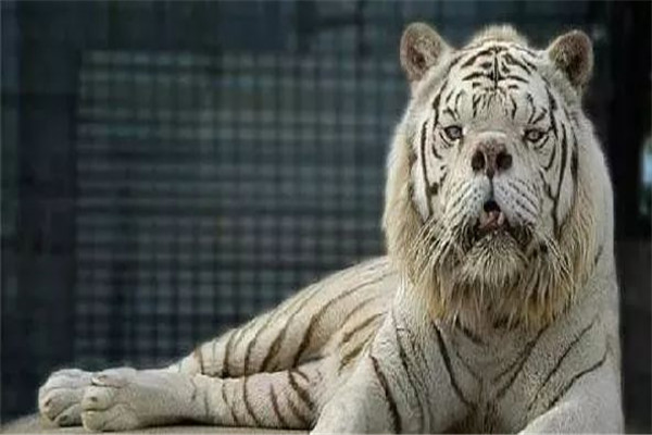 世界上最丑的老虎在哪 美国野生动物保护区（近亲繁殖）