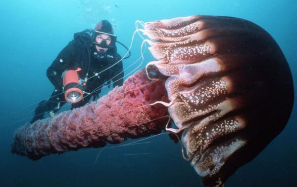 世界上最大的触手怪，北极霞水母（触手长40多米/150余根）