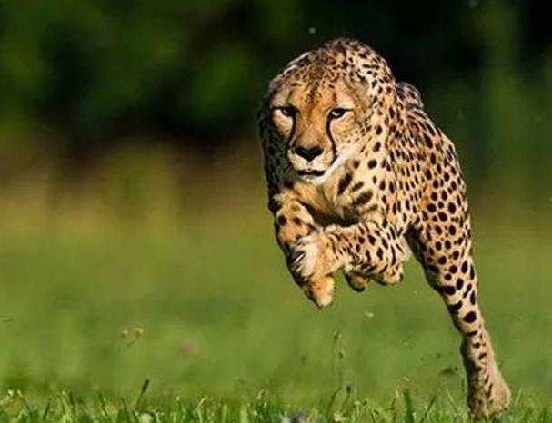 世界上速度最快的动物排行 五种 (猎豹排第二 比人类快三陪)