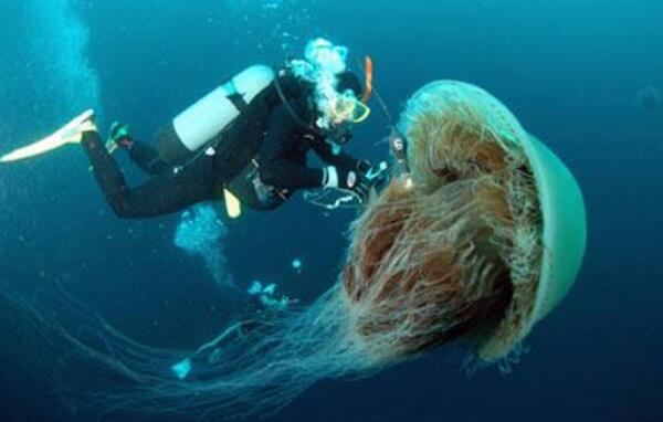 世界上最大的触手怪，北极霞水母（触手长40多米/150余根）