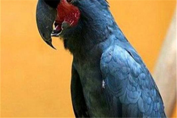 世界上最丑鹦鹉是什么 戈利亚棕榈凤头鹦鹉