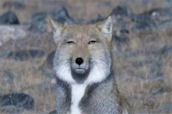世界上最丑的狐狸是什么 藏狐（眼睛小脸型方表情严肃）