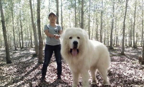 世界大型犬排名前五位，90公分的高加索犬仅排第三位