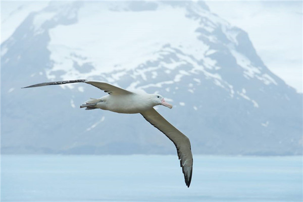 世界上翅膀最大的鸟是什么 漂泊信天翁（翼展最长达3.7米）
