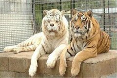 世界上最丑的老虎在哪 美国野生动物保护区（近亲繁殖）