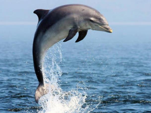 世界上最聪明的动物 海豚 ( 大脑很发达 仅次于人类)