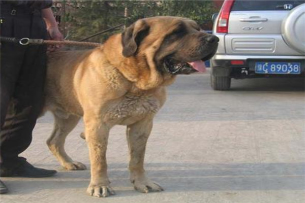 世界上饭量最大的狗狗是什么 为什么马士提夫犬这么能吃