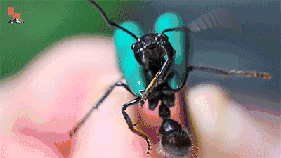 世界上最毒的蚂蚁，牛头犬蚁（人被咬后几分钟死亡）