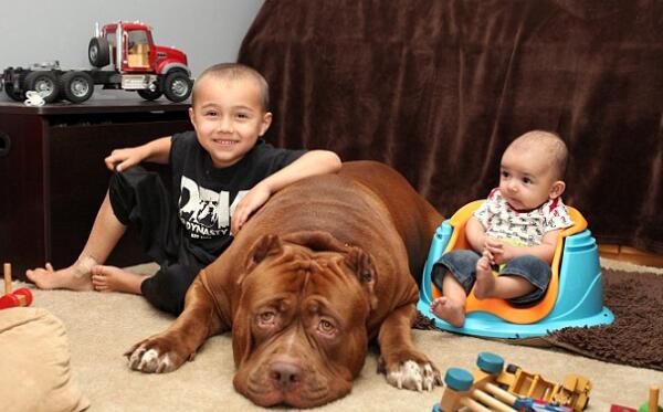 世界最大斗牛犬，浩克（18月大体重160斤/会照顾小婴儿）