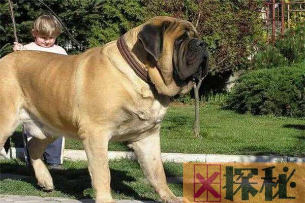 世界上饭量最大的狗狗是什么 为什么马士提夫犬这么能吃