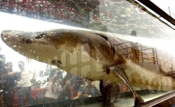 世界上最大的淡水鱼种，鲟鱼（体长7.2米重1521斤）