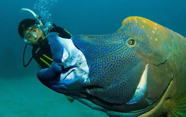 世界上最大的珊瑚鱼类，苏眉鱼（长超2米体重高达380斤）
