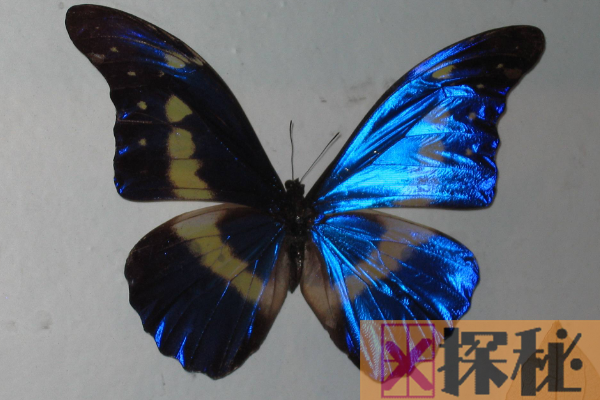 全世界上最漂亮最美丽的一种蝴蝶:海伦娜闪蝶(我国仅3只)
