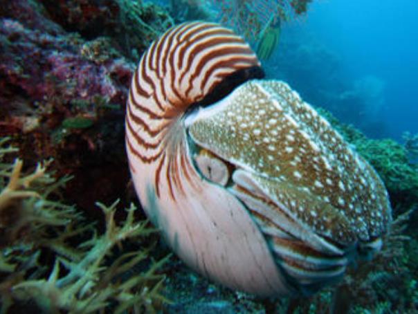 世界上最古老的海螺 鹦鹉螺 地球上生存五亿年了