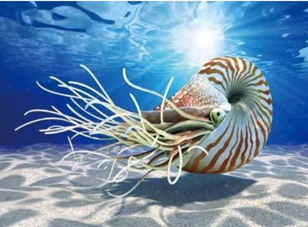 世界上最古老的海螺 鹦鹉螺 地球上生存五亿年了