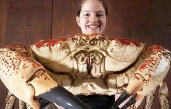 世界上最重的螃蟹，澳洲皇帝蟹（重72斤/味美营养丰富）