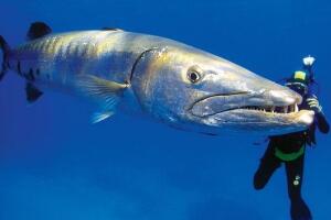 世界上最大的珊瑚鱼类，苏眉鱼（长超2米体重高达380斤）