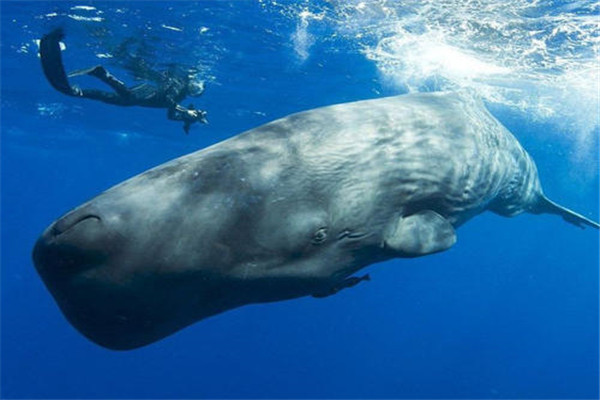 五大潜水最深动物分别是什么 柯氏喙鲸第一潜水最深