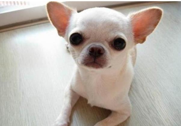 世界上饭量最小的狗 呆萌的吉娃娃上榜第一农村很常见