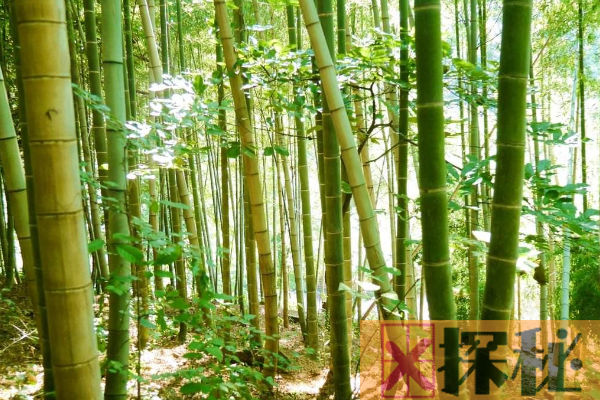 世界上最大的竹子品种:巨龙竹 直径似水桶/最高可长45米