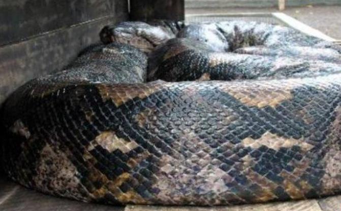 世界上最重的蛇 印度巨蟒 (身长14.85米 体重447公斤)