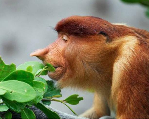 世界上鼻子最长的猴子 长鼻猴（鼻长度达8厘米）