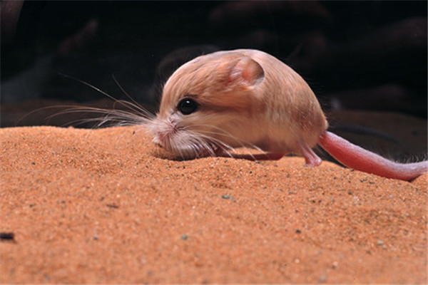 世界最小跳鼠是什么 缩起来和矿泉水瓶盖一样（极其罕见）