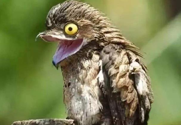 世界上最会伪装的鸟 林鸱鸟 (遇到天敌就伪装)