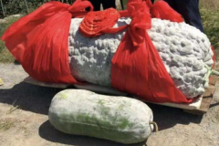 世界上最大的冬瓜：需四个壮汉才能搬动(重447.8斤)