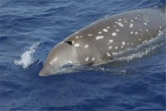 五大潜水最深动物分别是什么 柯氏喙鲸第一潜水最深