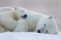 世界咬合力陆地最大的动物十大 北极熊第一咬合力相当强悍