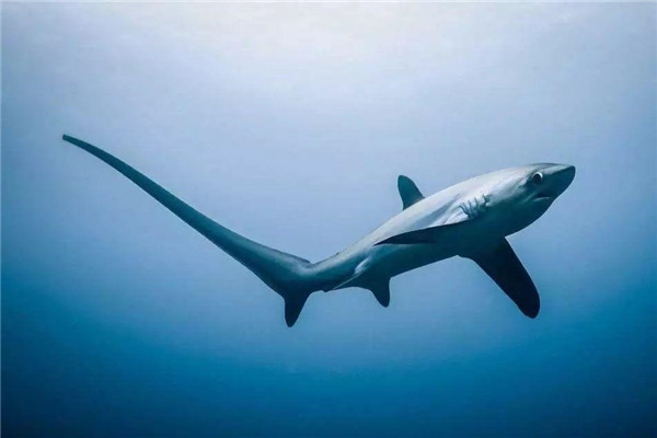 世界上最长的长尾鲨 长达4.5米（目前发现最长的一条）