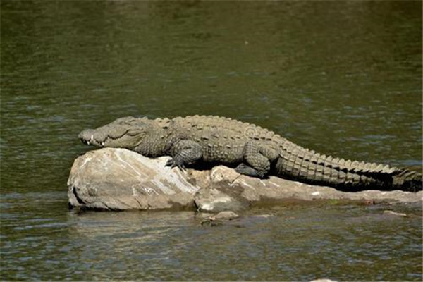 世界上最长的鳄鱼 湾鳄（湿地动物食物链顶端强者）
