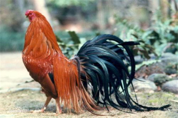 世界上最长的羽毛来自哪里 长尾鸡的尾羽（超过12米）