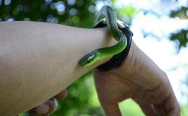 关于蛇的10个世界之最，猪鼻蛇胆子最小（绿茸线蛇1687岁）