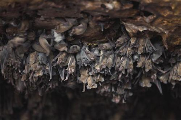 世界最大蝙蝠洞在哪里 布兰肯洞穴（可同时容纳2000万蝙蝠）
