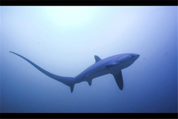 世界上最长的长尾鲨 长达4.5米（目前发现最长的一条）