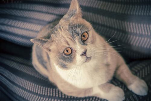 世界上最小的短毛家猫叫什么 Peebles（身长15厘米长）