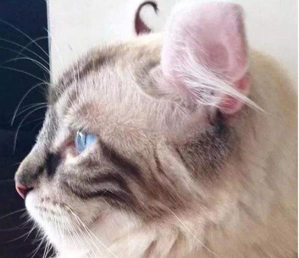 世界上耳朵最多的猫 有五只耳朵 创下了吉尼斯纪录