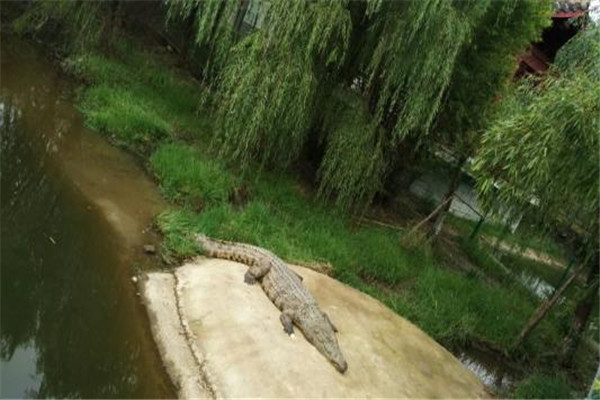 世界上最神秘的鳄鱼村在哪 为何巴祖勒的村民会喜爱鳄鱼