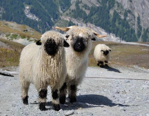 世界上最可爱的羊 黑鼻羊(一只九万多看起来像毛绒玩具)