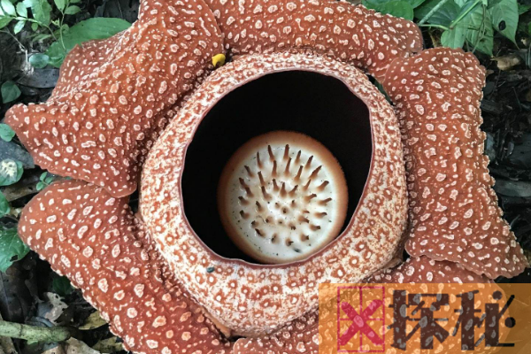 世界上最大最臭的花:直径140厘米(散发腐尸臭味)