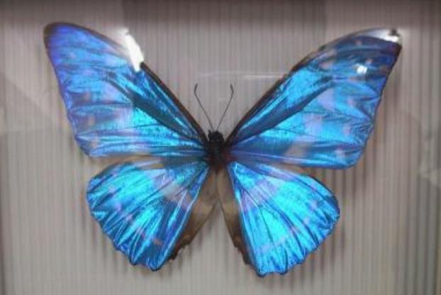 世界上最美的蝴蝶 一只36万面临着灭绝