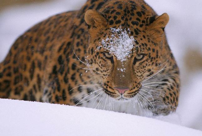 世界上最大的豹 攻击力不输东北虎 野生总数不足100只