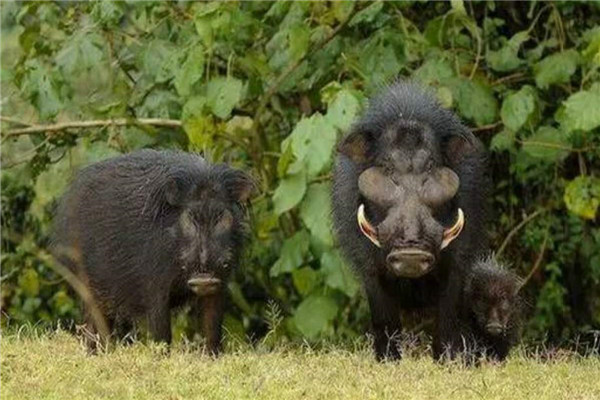 世界上最强悍的猪是什么 巨林猪（战斗力惊人杀伤力大）