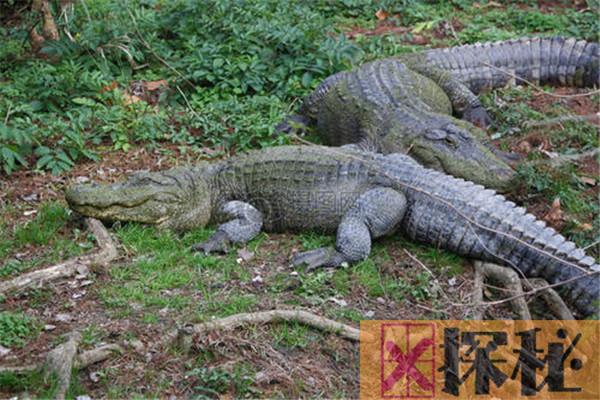世界上最神秘的鳄鱼村在哪 为何巴祖勒的村民会喜爱鳄鱼