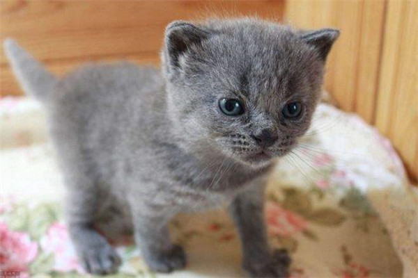 世界上最小的短毛家猫叫什么 Peebles（身长15厘米长）